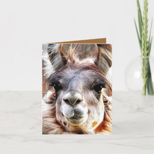 Llama Card