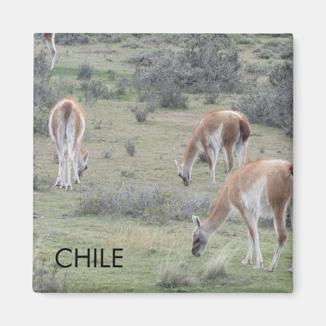 Llama Chile Magnet (Front)