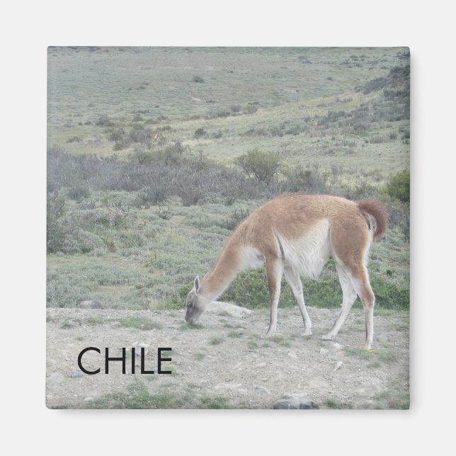 Llama Chile Magnet (Front)