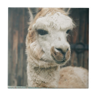 Llama Close Up Ceramic Tile