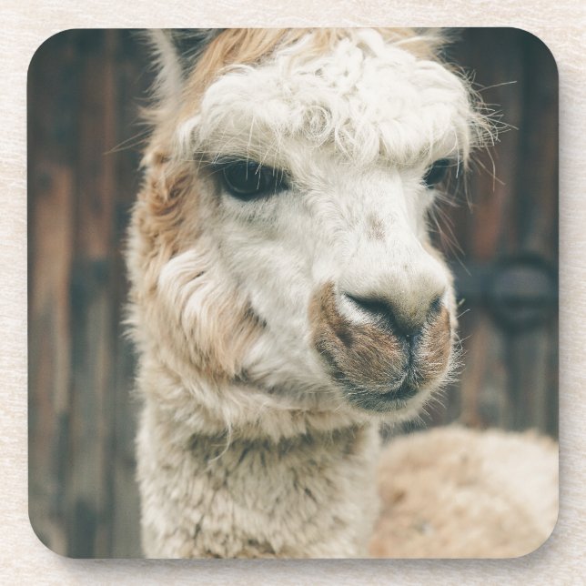 Llama Close Up Coaster (Front)