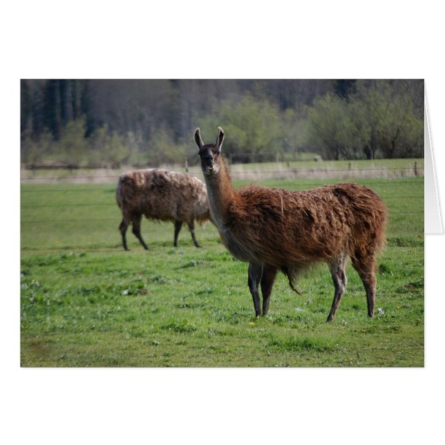 Llama Country Card (Front Horizontal)