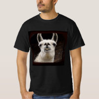 Llama Drama – I've Got My Eye On You