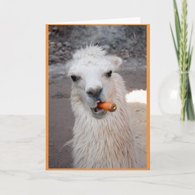 Llama eating carrot. card (Front)