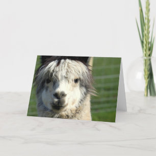 Llama Face Greeting Card