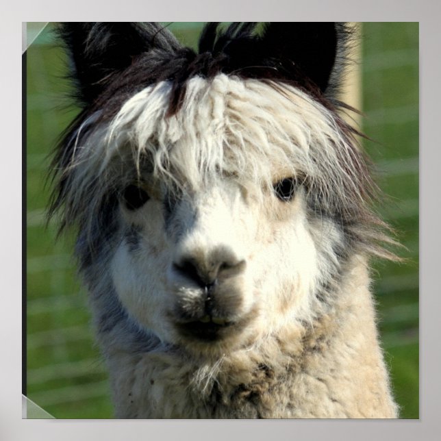 Llama Face Poster (Front)
