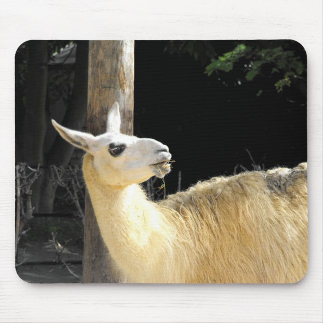 Llama feeding mouse pad (Front)
