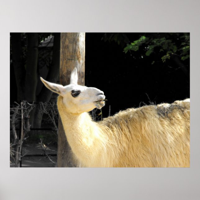 Llama feeding poster (Front)
