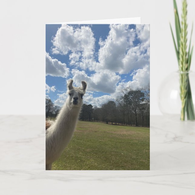 llama greeting card (hello inside) (Front)