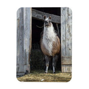Llama, Greeting The Day Magnet