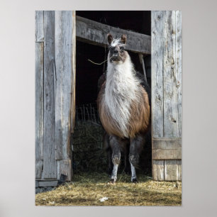 Llama, Greeting The Day Poster