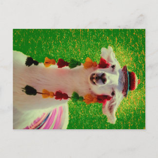 Llama in Chiloe-Chile with ornaments Announcement Postcard