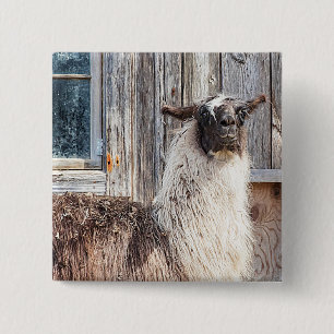Llama in front of a barn 15 cm square badge