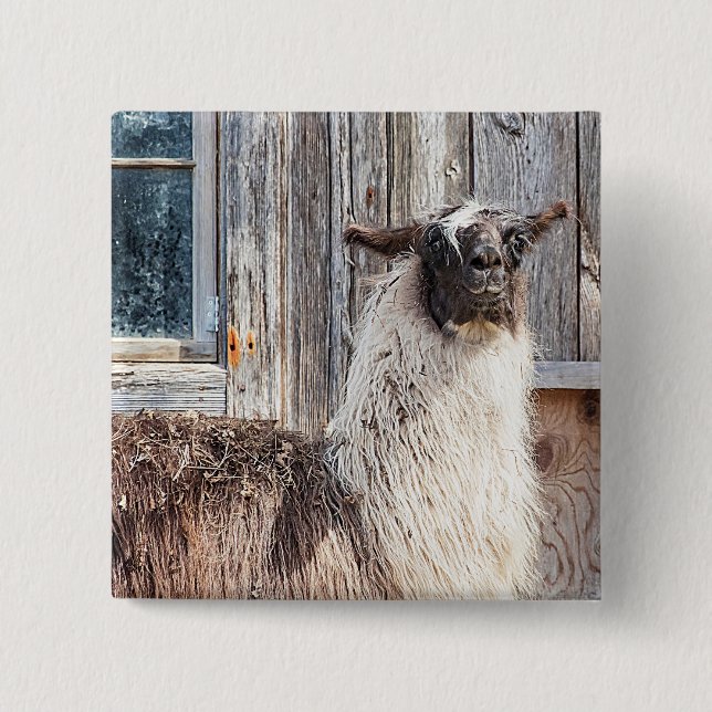 Llama in front of a barn 15 cm square badge (Front)