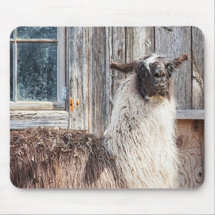 Llama in front of a barn mouse pad
