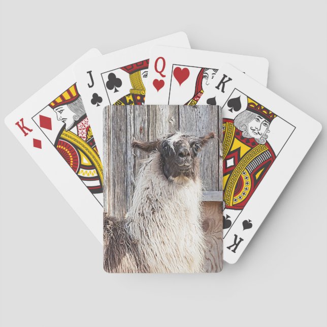 Llama in front of a barn playing cards (Back)