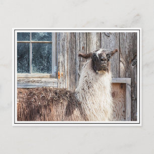 Llama in front of a barn postcard