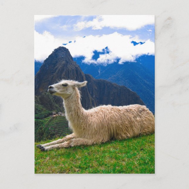 LLama in Machu Picchu Postcard (Front)