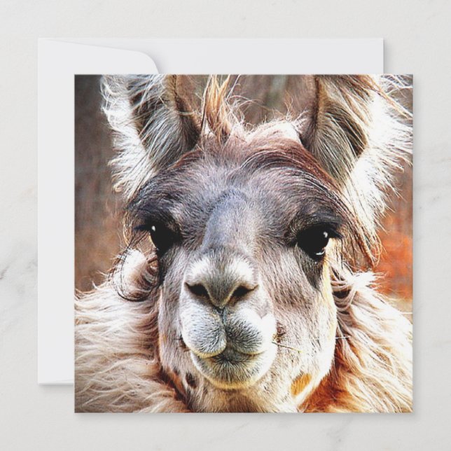 Llama Invitation (Front)