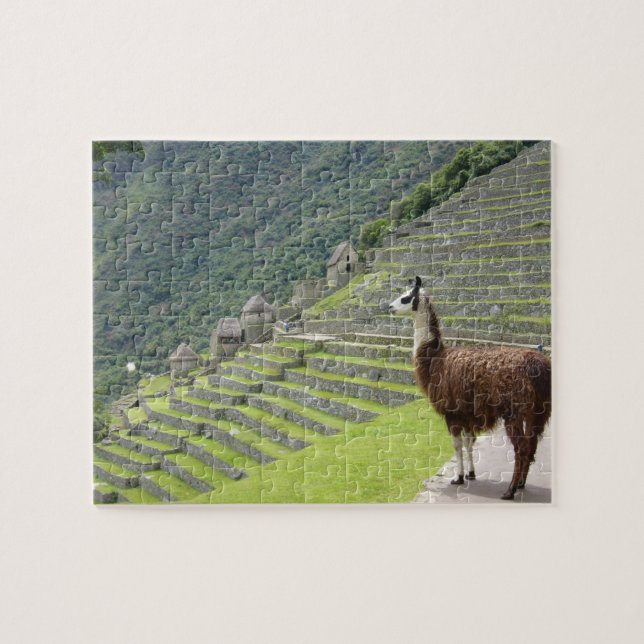llama jigsaw puzzle (Horizontal)