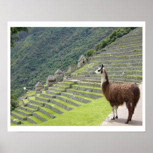 llama land poster