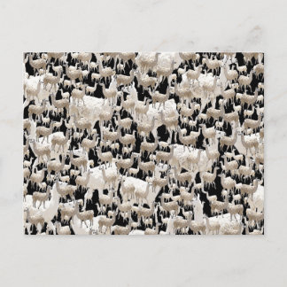 LLama, Llama Postcard