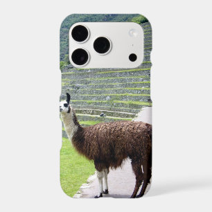 llama looks