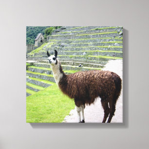 llama looks canvas print