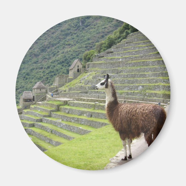 llama looks magnet (Front)