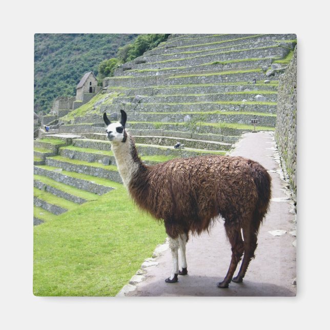 llama looks magnet (Front)