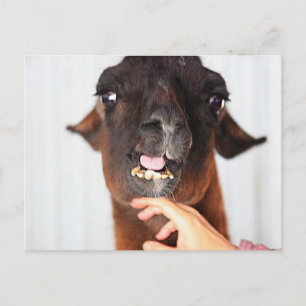Llama Love Postcard