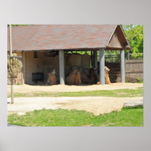 Llama Love Poster