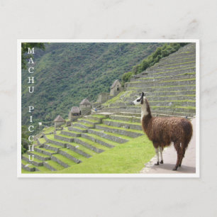 llama machu picchu postcard
