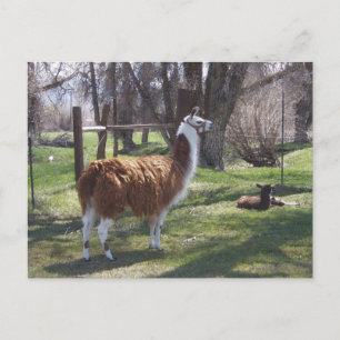Llama Mama and Baby Lama Postcard