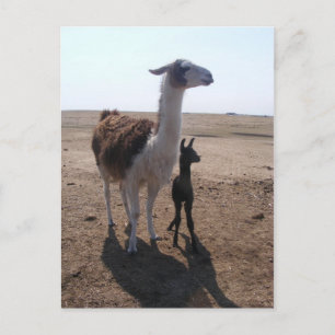 Llama mama & Cria Postcard