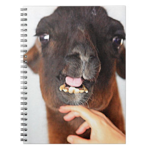 Llama Notebook
