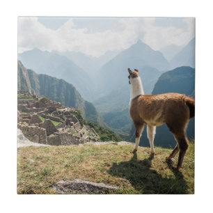 Llama Overlooking Ruins Machu Picchu, Peru Ceramic Tile