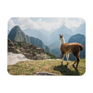 Llama Overlooking Ruins Machu Picchu, Peru Magnet