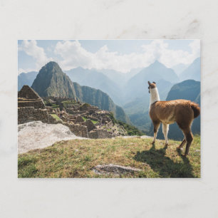 Llama Overlooking Ruins   Machu Picchu, Peru Postcard