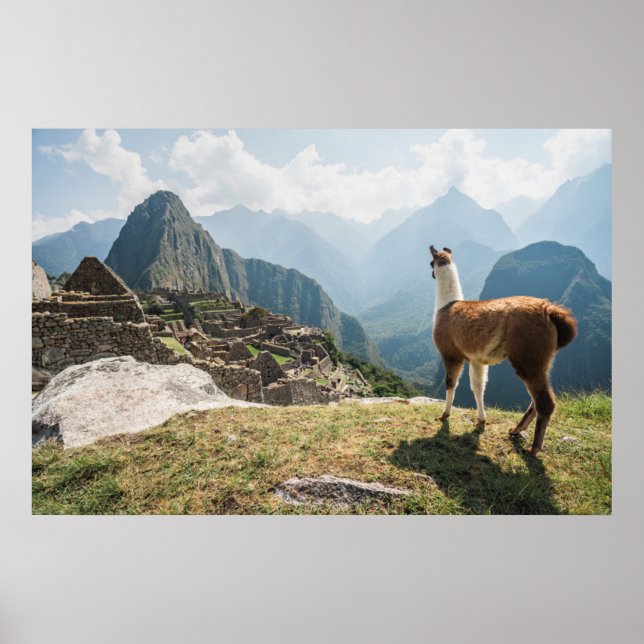 Llama Overlooking Ruins | Machu Picchu, Peru Poster (Front)