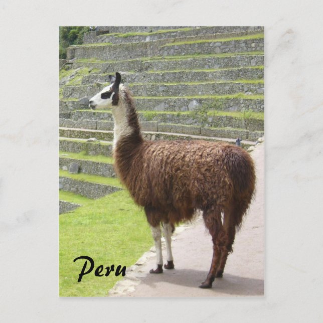llama peru postcard (Front)