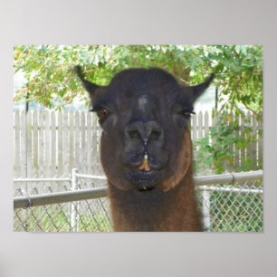Llama posing for camera poster
