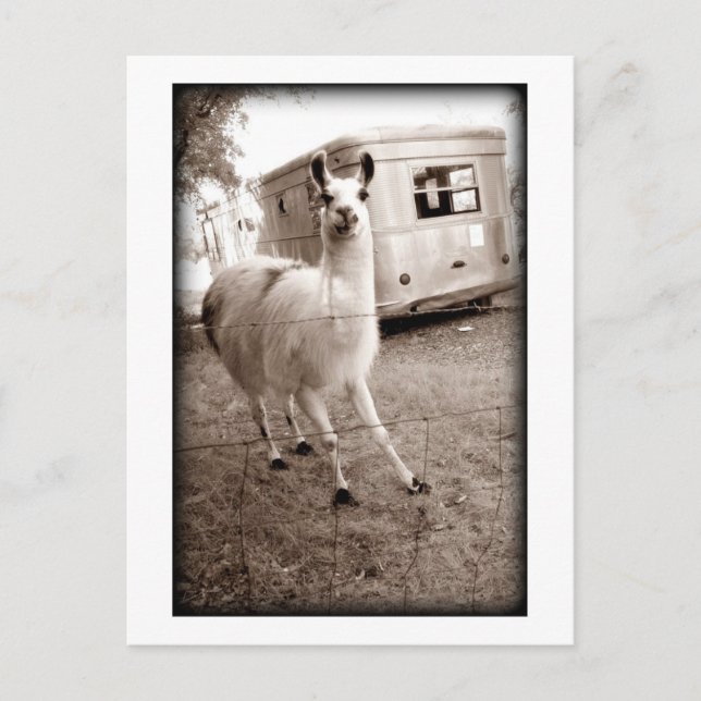 Llama Postcard (Front)