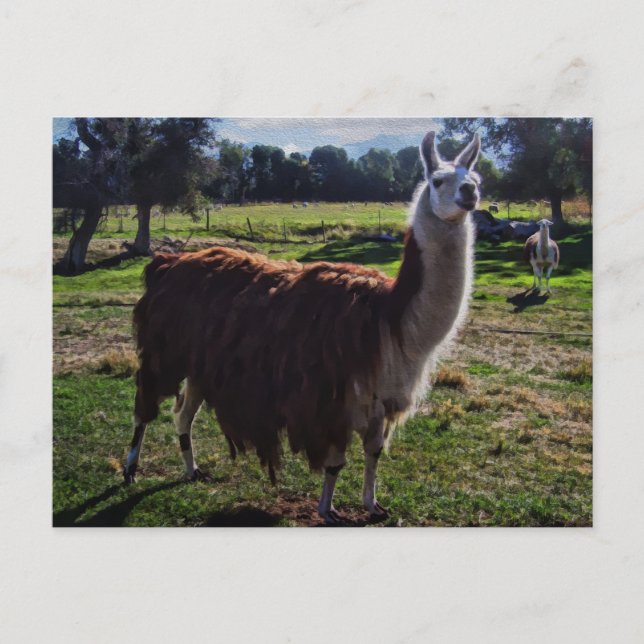 Llama Postcard (Front)
