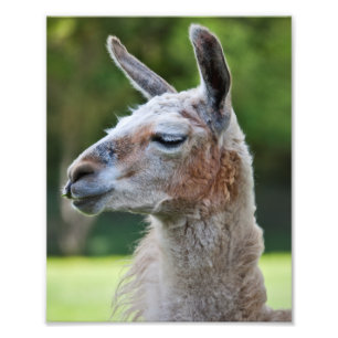 Llama Print
