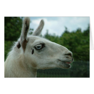 Llama Smiling