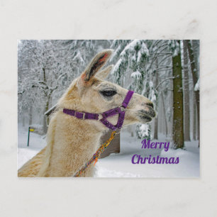 Llama Snow Photo Christmas Postcard