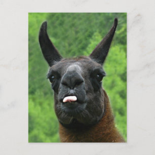 Llama Sticks Out Tongue at YOU! Postcard