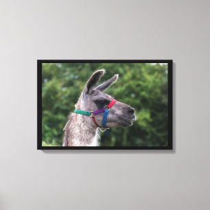 Llama Superiority Canvas Print
