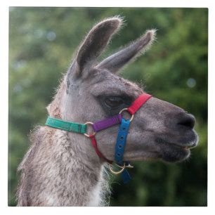 Llama Superiority Ceramic Tile